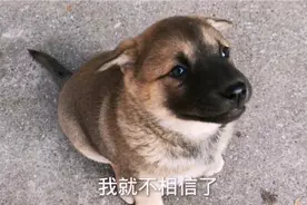 才满月的小奶狗，脾气太暴躁，被主人摸了一下尾巴就龇牙咧嘴想咬