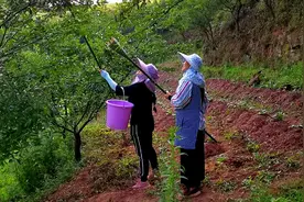 农村姐妹摘李子，自制神器来帮忙，现摘现卖俩人树下就有生意来