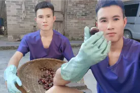 小伙给板栗剥刺壳，直接两手就上，丝毫不怕刺手，实在佩服