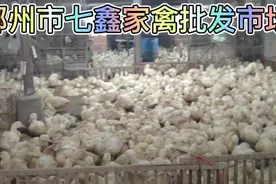 探访郴州最大七鑫家禽批发市场，只要几块钱一斤的鸡鸭，非常实惠视频封面