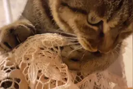 狸花猫的指甲盖太长了，这下必须要剪指甲了！