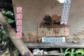 清晨大雨过后，小蛋群蜜蜂采花粉那么多，真是头一次见，太过瘾了视频封面