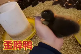 歪脖子的小黑鸭不吃不喝坐在料桶里，究竟得得什么病，看着好可怜视频封面
