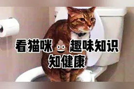 教你看猫咪便便状态知猫咪健康，学会收藏
