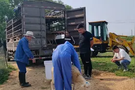 50斤左右的小母羊25元一斤，阿青一次性卖了60只，这个价确实赚视频封面
