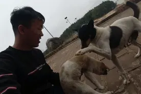 🐶成长记11：狗崽越来越大，和狗妈妈还是很亲近