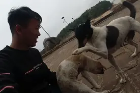 🐶成长记11：狗崽越来越大，和狗妈妈还是很亲近