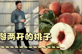 中晚熟新品种“夏甜桃”口感香甜如蜜，手掰两开离核使它深受欢迎视频封面
