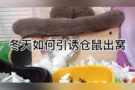 冬季零成本引诱仓鼠出窝教程视频封面
