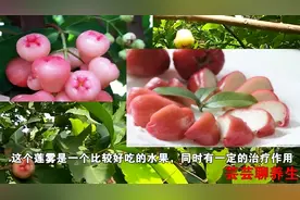 莲雾可清热利尿、安神，对哮喘和咳嗽有一定功效，还可帮助消化视频封面