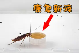蟑螂制成的康复新液，喂给蟑螂吃