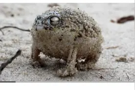 愤怒的吱吱叫的青蛙-超级可爱的动物