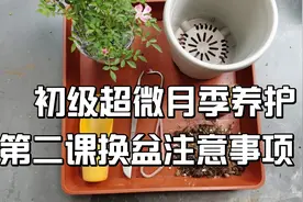 初级超微月季养护第二课，换盆的注意事项