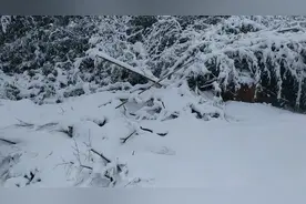 上百年难遇的大雪，大年初一云南石林 这场雪灾来得如此突然。视频封面