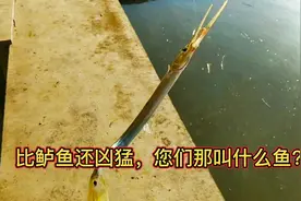 路过小闸口下面挺多尖嘴鱼在游，这鱼非常凶还咬人，不过很好钓