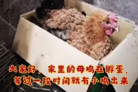 农村自家的老母鸡孵蛋，孵出的小鸡呆萌可爱，来看看生命的力量视频封面