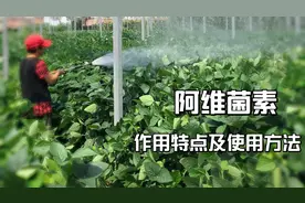 阿维菌素想要效果好，掌握正确的使用方法，杀虫效果翻倍