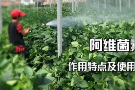 阿维菌素想要效果好，掌握正确的使用方法，杀虫效果翻倍