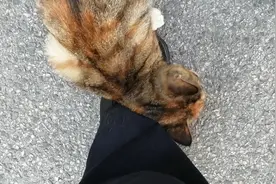 开水烫孕猫致死，引无数网友悲愤！这是我前不久在外面碰到的猫。视频封面