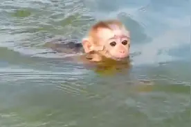 小猴子第一次下水游泳，弄了半天就是不下水