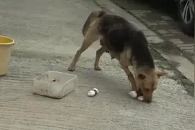 流浪的残疾母狗，为照顾它的宝宝四处觅食。视频封面