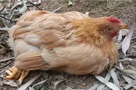 鸡没精神、眼冒泡、流眼泪、消瘦、羽毛蓬乱，喂这些第二天就好视频封面