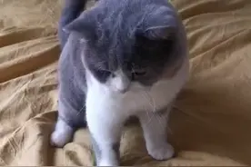 主人为了防止猫咪在床上尿尿，带猫咪去做绝育手术，你好我也好视频封面