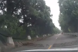 广元108国道，柏树成了路边一道美丽的风景线视频封面