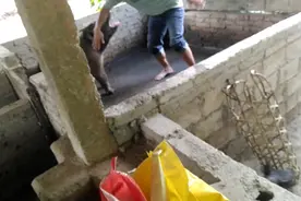 你知道母猪急眼了也会咬人视频封面