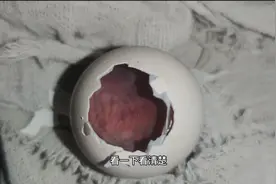 孵化了18天的鸡蛋里面是什么样？敲开看看