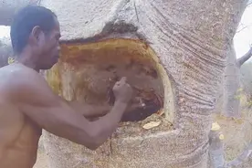 非洲沙漠“猴面包树”走红，中国引进后却变成这样，到底怎么回事视频封面