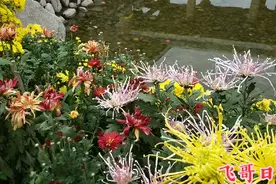 兰州植物园金秋菊花展，上百种菊花争奇斗艳视频封面