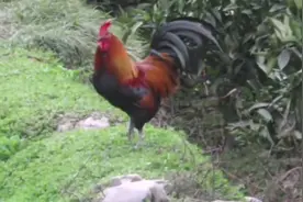 下乡选农村大公鸡，实在太漂亮了