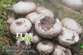 在农村俗称“马粪包”的马勃，竟也是药用真菌，它有哪些功效呢？