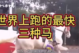 世界上跑的最快的三种马视频封面