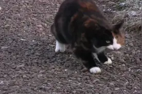 流浪畸形猫被人收留，通过手术改变了自己，终极生存者。视频封面