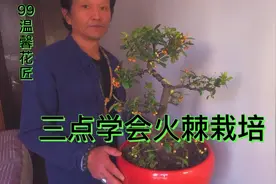 火棘栽培最关键点要学会视频封面