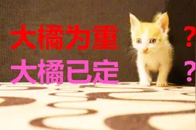 小奶猫嫌弃铲屎官脚臭，闻到味道掉头就跑，还是自娱自乐好