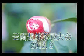云南楚雄茶花大会视频封面