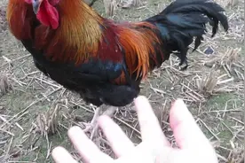 我家最听话的公鸡，主人可以随便摸，你有这样的土鸡吗？视频封面