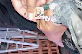 泡药水后给鸽子喂电解质水，为什么要这样做？