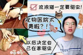 猫咪小课堂！流浪猫领养一定要记得驱虫哦，做个合格的铲屎官视频封面