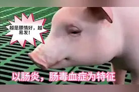 该病是由大肠杆菌引起，发病急，头部有水肿，致死率高达90%。