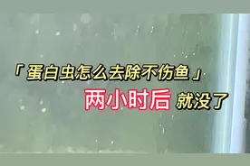 鱼缸壁和水里有白色虫子，蛋白虫怎么去除不伤鱼呢？阿正做了测试