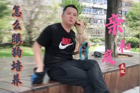 怎么让你搞好与狗狗的亲和度呢？你得这样去拍它马屁，留个好印象视频封面