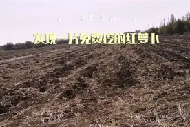 在乌鲁木齐周边发现一块免费挖的红萝卜地