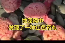 电！网！毒！记者调查汉江非法捕鱼#：红色药丸偷捕“江鲜”令人震惊