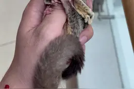 训练小蜜之前必须看看它的性格符不符合你要训练的内容#训练蜜袋鼯 ，养宠物不要太急哟#奇妙的动物