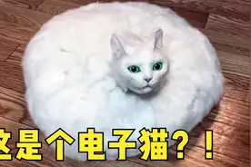 7种神奇且有趣的发明，你想要一只这样肥胖的猫吗？视频封面