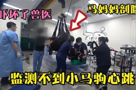 马妈妈怀孕难产，小马驹监测不到心跳，兽医：马上剖腹产视频封面